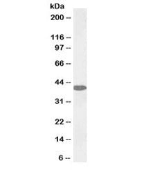 Western blot testing of human liver lysate with biotinylated GOT1 antibody at 0.1ug/ml. Predicted mo
