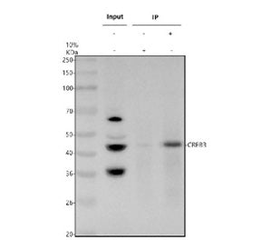 Immunoprecipitating CREB3 in whole cell lysate. Western blot analysis of CREB3 using anti-CREB3 anti