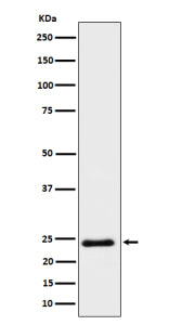 Western blot analysis of Mras expression in human HeLa cell lysate using MRAS antibody. Predicted mo