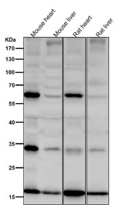All lanes use the SDHC antibody at 1:6K dilution for 1 hour at room temperature. Predicted molecular