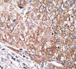 NES Antibody / Nestin, 0.4ml