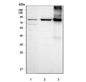 Western blot testing of human 1) K526, 2) A549 and 3) placental tissue lysate with Transglutaminase