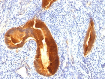 MUC1 Antibody / Mucin-1