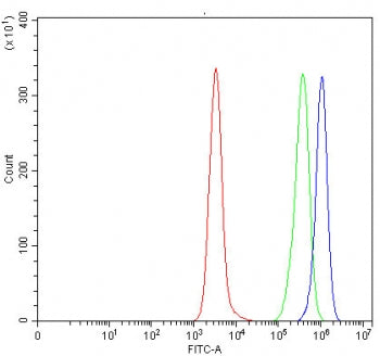 Flow cytometry testing of human Daudi cells with Syntrophin gamma 2 antibody at 1ug/million cells (b