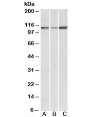 SERCA2 Antibody