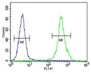 ZEB2 antibody flow cytometric analysis of MDA-MB435 cells (right histogram) compared to a negative c