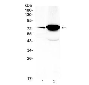 Western blot testing of 1) mouse ovary and 2) human HeLa lysate with FSHR antibody at 0.5ug/ml. Pred