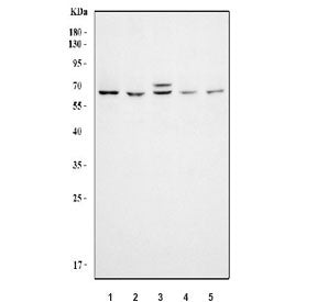 Flow cytometry testing of human ThP-1 cells with KAT5 antibody at 1ug/million cells (blocked with go