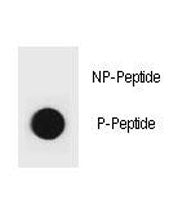 Dot blot analysis of phospho-PTEN antibody. 50ng of phos-peptide or nonphos-peptide per dot were spo