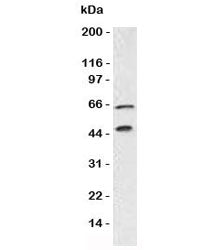 Western blot testing of Chromogranin A antibody and Panc-1 lysate. Predicted molecular weight is 50-