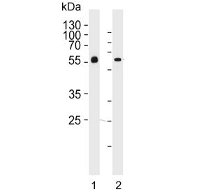 Fetuin-A Antibody / AHSG