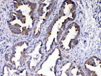 AMD1 Antibody / S-adenosylmethionine decarboxylase