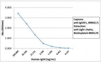 Human IgG4 Fc Antibody