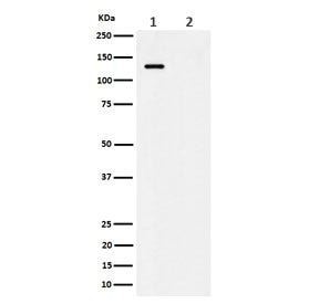 Western blot testing of lysate from 1) human HeLa cells and 2) human HeLa cells treated with alkalin