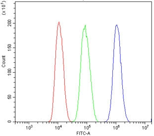 NFAT5 Antibody