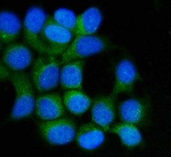 Immunofluorescent staining of FFPE human MCF-7 cells with Hsp90 beta antibody (green) and DAPI nucle