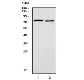 Western blot testing of human 1) A549 and 2) HepG2 cell lysate with LPP antibody. Predicted molecula