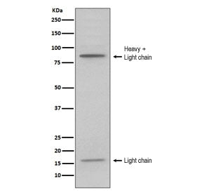 Western blot testing of human HL60 cell lysate with MPO antibody. Expected molecular weight: 59-64 k
