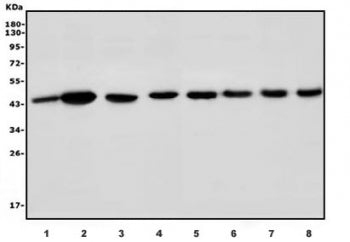 Par4 Antibody / Pawr
