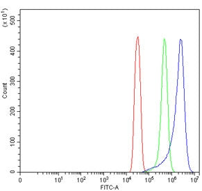 TMEM65 Antibody