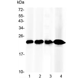 Western blot testing of 1) mouse liver, 2) rat liver, 3) human placenta and 4) human HepG2 lysate wi