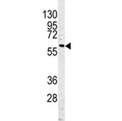 Caspase-10 Antibody, 0.4ml
