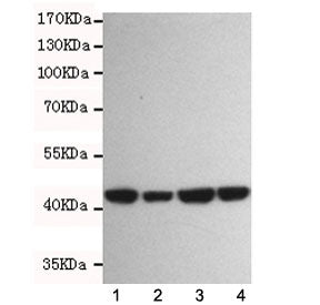 Beta Actin Antibody