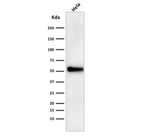 Western blot testing of human HeLa cell lysate with p53 antibody (DO-1). Expected molecular weight ~