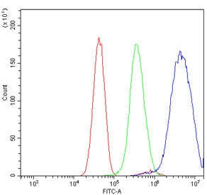HOXC8 Antibody