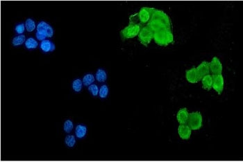 Immunofluorescent staining of FFPE human MCF7 cells with Msi1 antibody (green) and DAPI nuclear stai