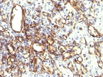 Podocalyxin Antibody / PODXL