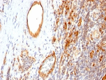 CD31 Antibody