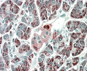 PEBP4 Antibody