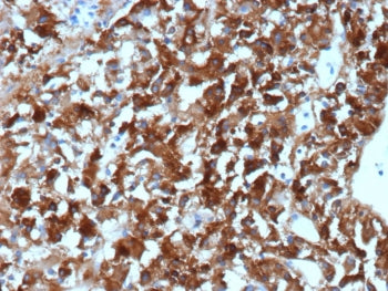 IHC staining of FFPE human adrenal gland tissue with Clusterin antibody (clone CLU/4740). HIER: boil