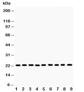 PRDX1 Antibody (Peroxiredoxin 1)