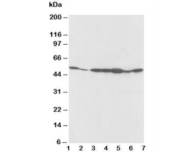 alpha 2a Adrenergic Receptor Antibody