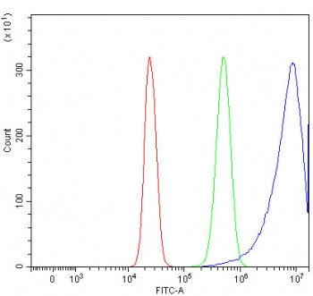REP15 Antibody / Rab15 effector protein