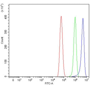 TRAF7 Antibody