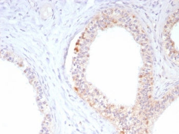 IHC staining of FFPE human epididymis tissue with ROS1 antibody (clone ROS1/8216R). HIER: boil tissu