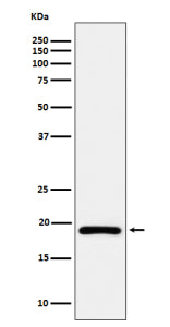 Western blot analysis of DUT expression in Ramos cell lysate using DUT antibody. Bands corresponding