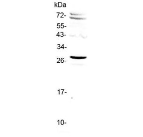 SIX6 Antibody