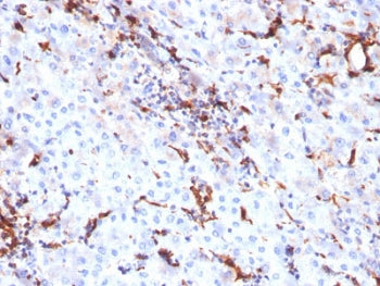 IHC testing of FFPE human liver tissue with Cathepsin K antibody (clone CTSK/2791). HIER: boil tissu
