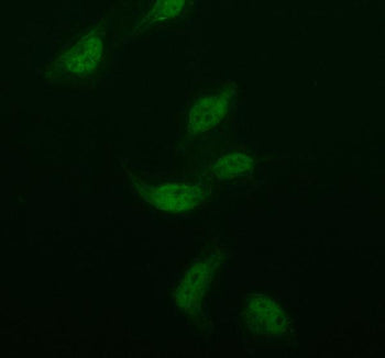 Immunofluorescent staining of ISOC2 using anti-ISOC2 antibody (green). ISOC2 was detected in an immu