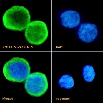 IF/ICC staining of fixed and permeabilized human ThP-1 cells with DC-SIGN antibody (green) at 10ug/m