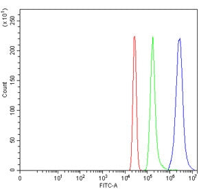 WDFY1 Antibody / FENS1