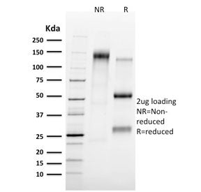 SDS-PAGE analysis of purified, BSA-free TAL1 antibody (clone TAL1/2707) as confirmation of integrity