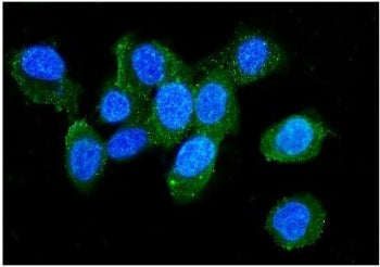 Immunofluorescent staining of FFPE human U-2 OS cells with L Plastin antibody (green) and DAPI nucle