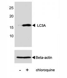 LC3A Antibody / MAP1LC3A (Cleaved), 0.4ml