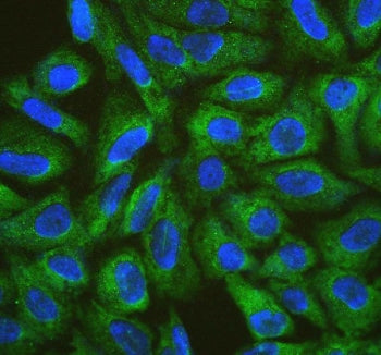 Immunofluorescent staining of FFPE human U-2 OS cells with CISH antibody (green) and DAPI nuclear st