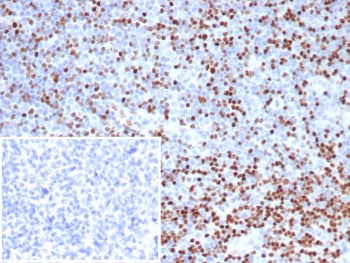 IHC staining of FFPE human tonsil tissue with TCF1 alpha antibody (clone LEF1/6764). Inset: PBS used